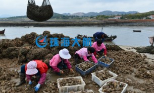 生蠔自動分揀機，取代人工分揀，高效精準省人工