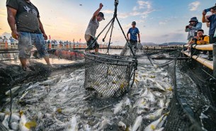  活魚配重新突破 —— 高效多頭組合秤技術